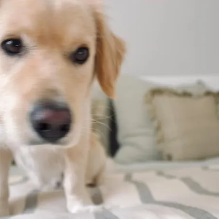 Lillebror Skandinavische Ruhe Mit Privater Sauna Apartman Baden-Baden